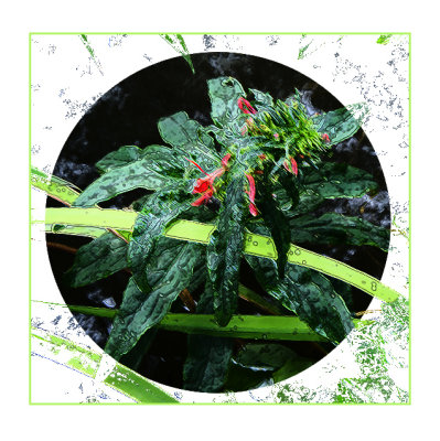 Cardinal Flower Version 2