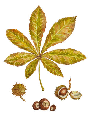 Horse Chestnut