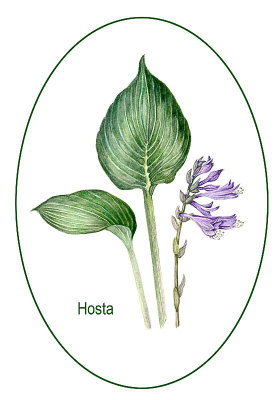 Hosta