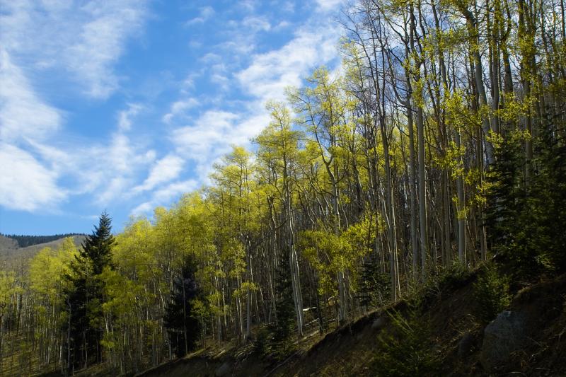 Aspens