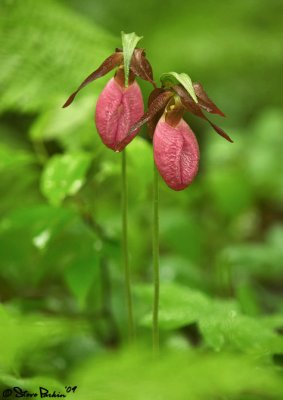 Pair of Pink Lady Slippers