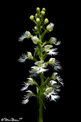 Eastern Prairie Fringed Orchid