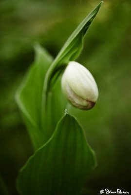 Showy Lady Slipper About to Bloom