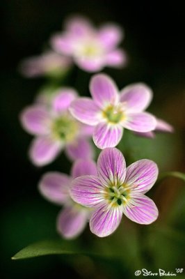 Spring Beauties