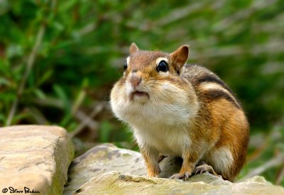 Chipmunk