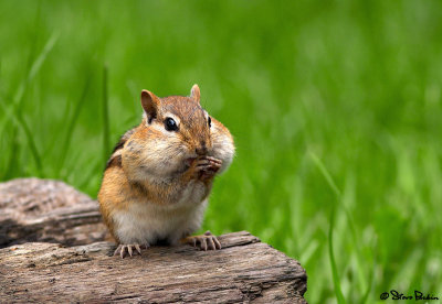 Chipmunk