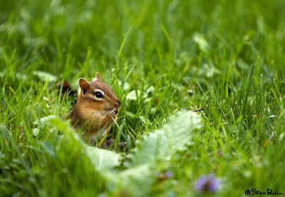 Chippy Peaks Out of His Chippy Hole.jpg