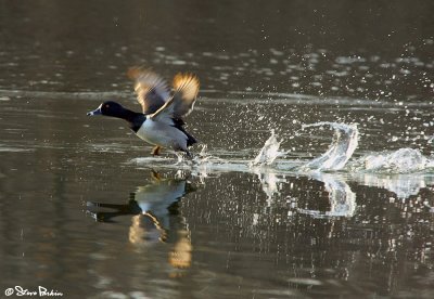 Takeoff (Ring Necked Duck)