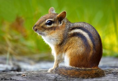 Chipmunk184