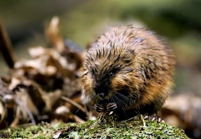 Muskrat Posing