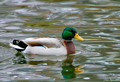 Male Mallard