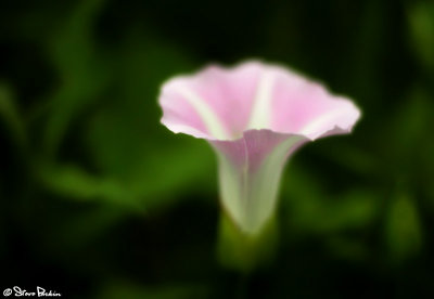 Common Morning Glory