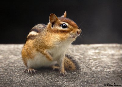 Chipmunk