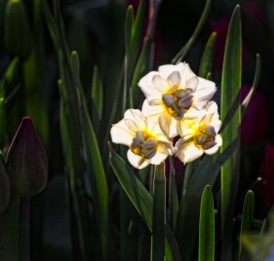 tulips_4-11