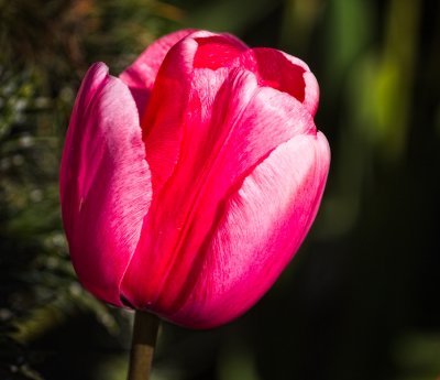tulip-in-close-1-upload.jpg