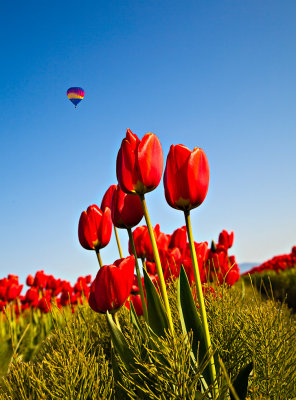 Tulips-and-balloon-upload.jpg
