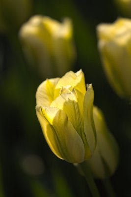 tulip-stand-ou-uploadt.jpg