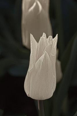 tulips-upLithograph-upload-.jpg