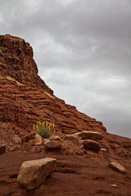 House-rock-floral-display-upload.jpg