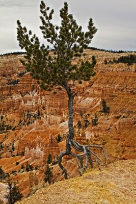 Bryce-tree-of-life-color.jpg