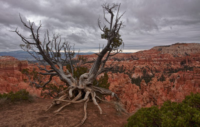 Bryce-snag-with-nik-HDR--off-center.jpg