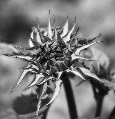 immature-sunflower-BW.jpg