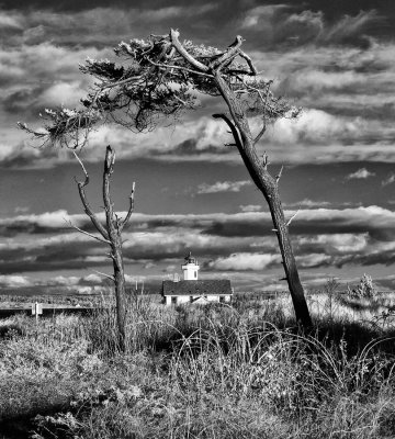 Point-Wilson-Light-IR-through-trees-web.jpg