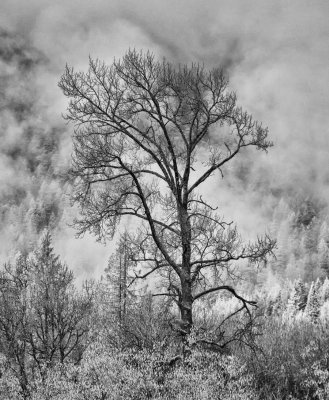 Lone-cottonwood-IR-web.jpg