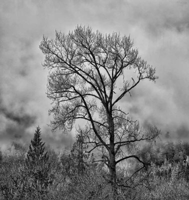 lone-cottonwood-in-fog-BW-web.jpg