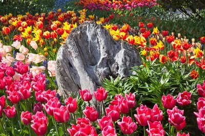 tulips_and_fort_casey_4-12