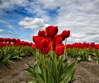 Low-angle-tulips-1-web.jpg