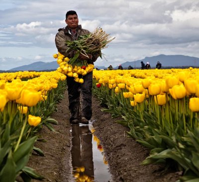 tulip-picker-web.jpg