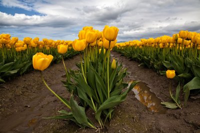 Yellow-tulips-web.jpg