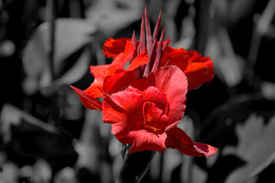 lotus_land
