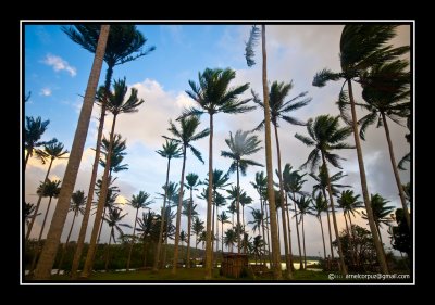 Coconut Trees...