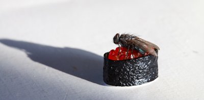 Fly on sushi