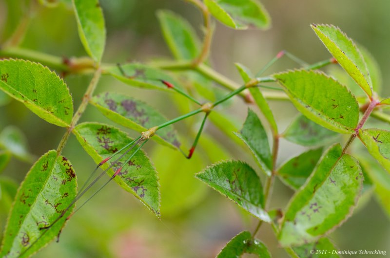 Stick Insect