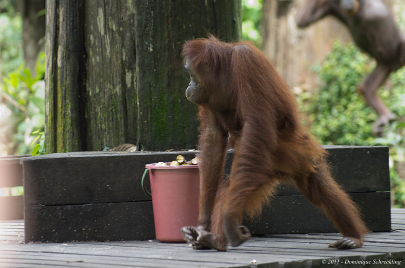 Orang Utan