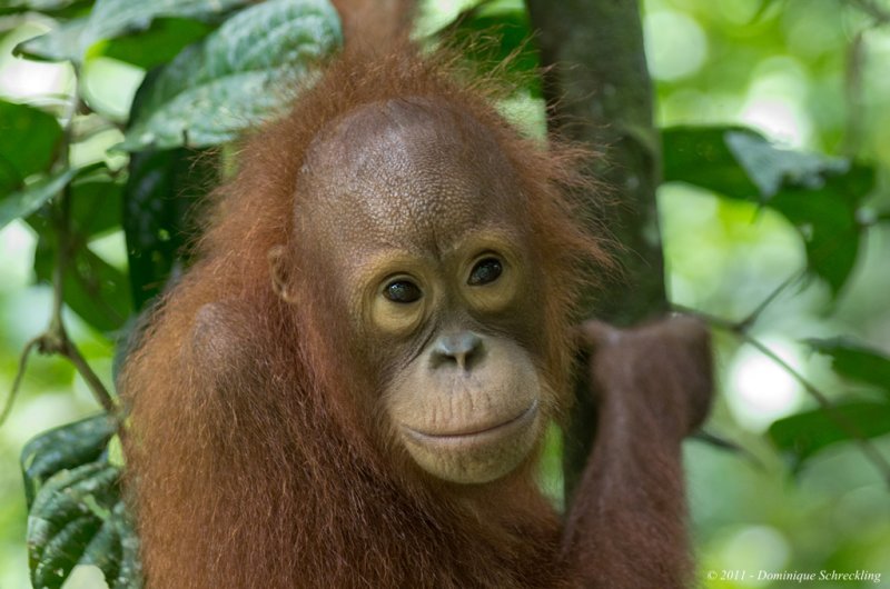 Orang Utan