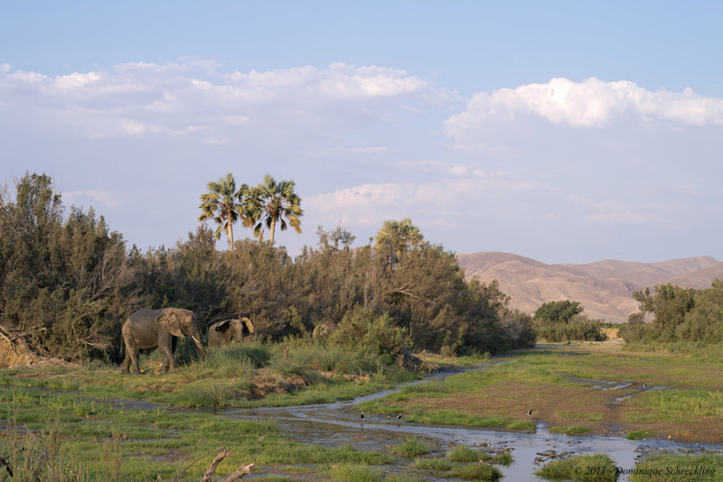 Desert Elephant