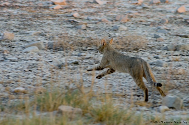 African Wildcat