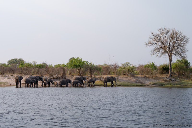 Elephants