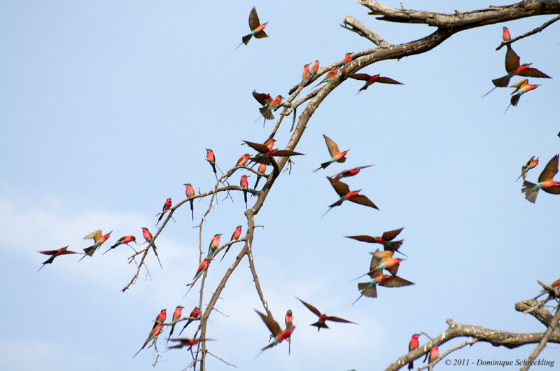 Merops nubicoides