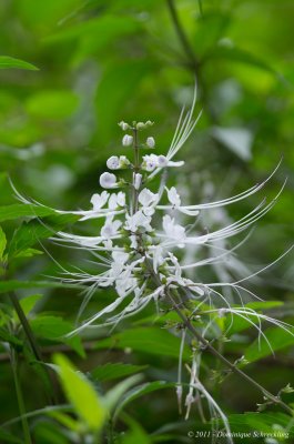 Clerodendranthus spicatus