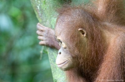 Orang Utan