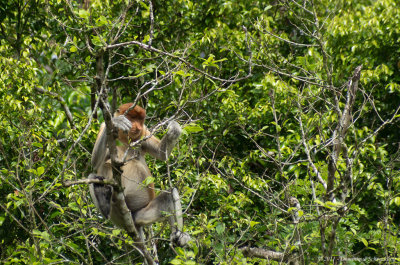 Proboscis monkey