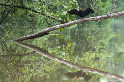 Anhinga melanogaster