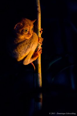 Western Tarsier