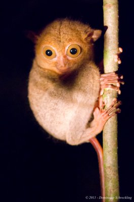 Western Tarsier