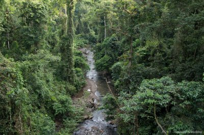 Danum Valley